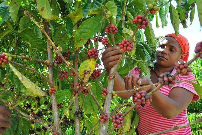 Safari Adventure - Full Day - From Punta Cana - Who Will Love This Tour?