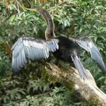 Safari Boat on Sarapiqui River with Lunch from San Jose - The Sum Up: Who Should Consider This Tour?