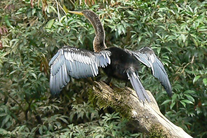 Safari Boat on Sarapiqui River with Lunch from San Jose - The Sum Up: Who Should Consider This Tour?