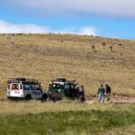 SAFARI EXPERIENCE - WILDLIFE & STEPPE - An In-Depth Look at the Patagonia Safari Experience