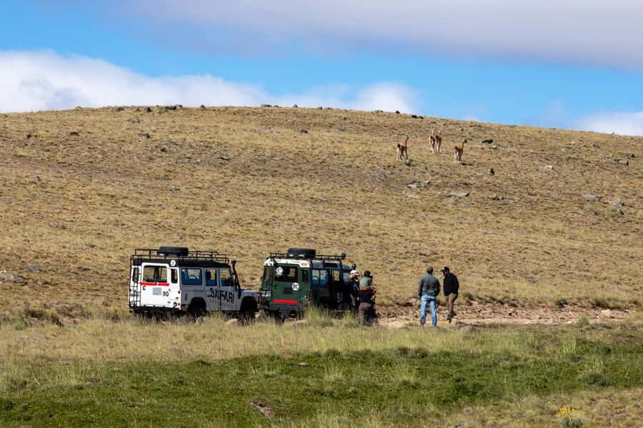 SAFARI EXPERIENCE - WILDLIFE & STEPPE - An In-Depth Look at the Patagonia Safari Experience