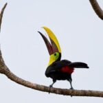 Safari Float and wild life experience in Arenal - A Detailed Look at the Safari Float Experience