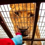 Safari Park, Wild Experience - What We Love About This Tour