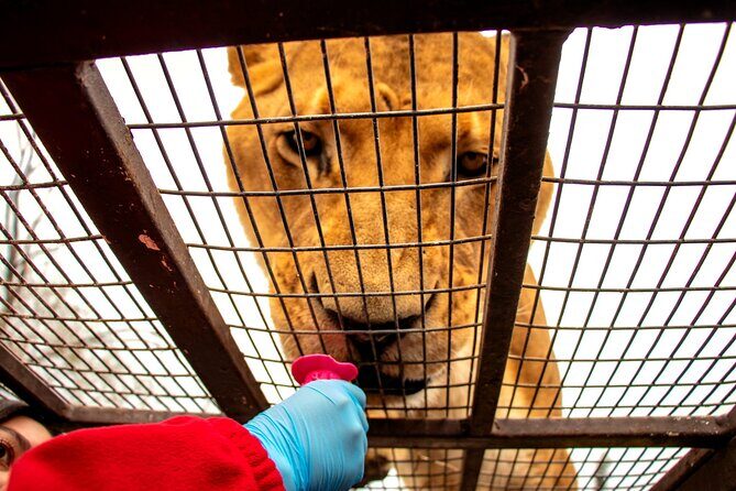 Safari Park, Wild Experience - What We Love About This Tour