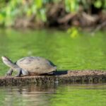 Safari Sandoval lake 3 DAYS - Final Thoughts: Who Will Love This Tour?