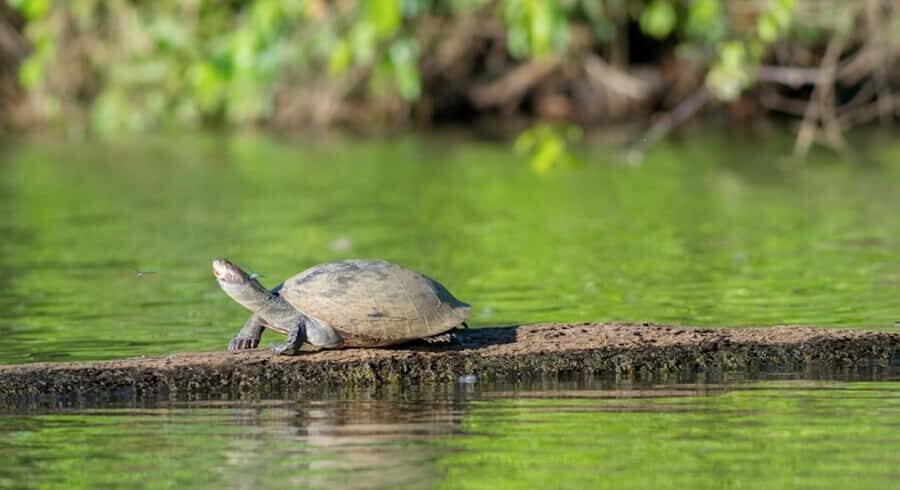 Safari Sandoval lake 3 DAYS - Final Thoughts: Who Will Love This Tour?