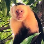 Safari Tour along the Peñas Blancas River - Frequently Asked Questions