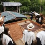 Salento and Cócora Tour + Coffee Farm from Pereira/Armenia - The Sum Up