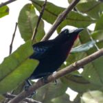 Salento: hike to learn about Birds - An In-Depth Look at the Salento Birding Tour