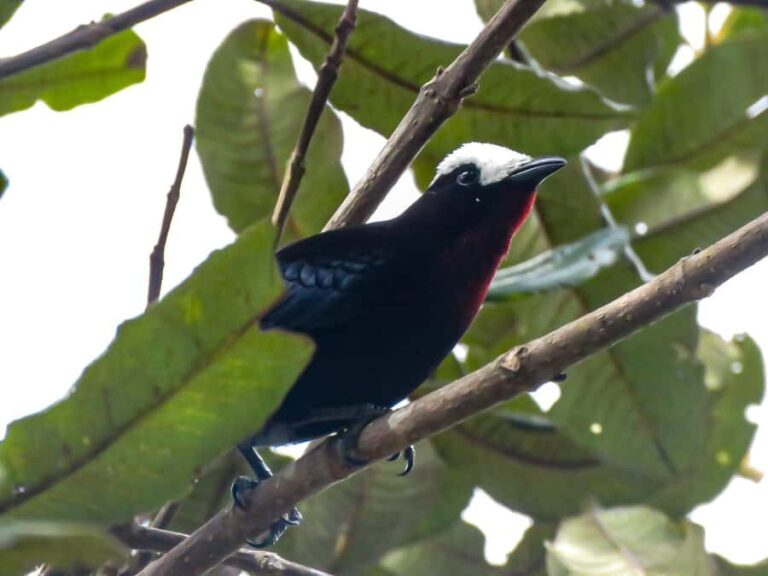 Salento: hike to learn about Birds - An In-Depth Look at the Salento Birding Tour