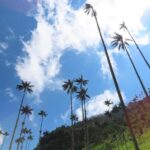Salento: Salento & Cocora Valley Tour - An In-Depth Look at the Tour Experience