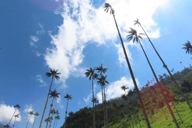 Salento: Salento & Cocora Valley Tour - An In-Depth Look at the Tour Experience