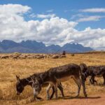 Salt Mines at Maras and Hiking to Tours of Sacred Valley - Who Should Book This Tour?