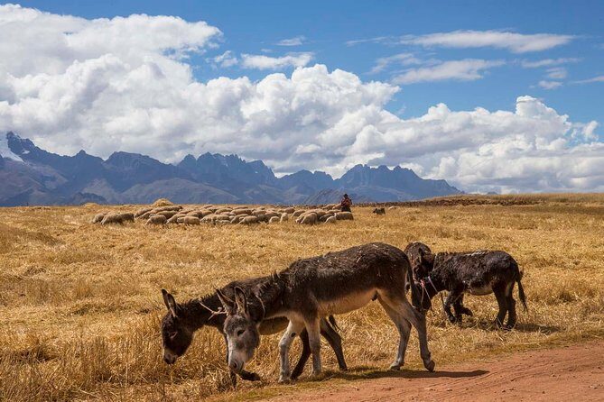 Salt Mines at Maras and Hiking to Tours of Sacred Valley - Who Should Book This Tour?