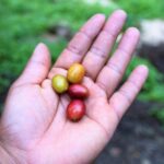 Salto del Tequendama and Hacienda del Cafe (Private Tour) - Who Will Love This Tour?