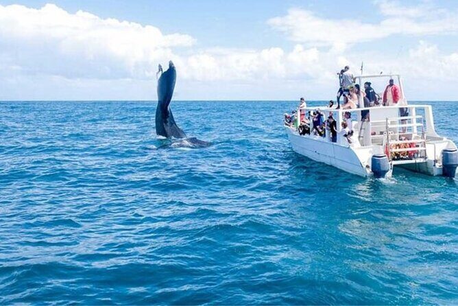 Samaná Adventure El Limón Waterfall Cayo Levantado Island Tour - What Travelers Say: Authentic Experiences and Stunning Views