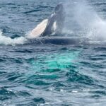 Samana, Bacardi Island Horse Limon Waterfall - What Travelers Say