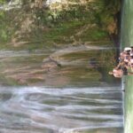 Samaná Bay: Bacardi Island and Limon Waterfall - Who Will Love This Tour?