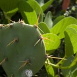 Samana Bay: Cayo Levantado Snorkeling and Kayaking Tour - What This Tour Means for You