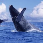Samaná Bay Eco Whale Watching + Cayo Levantado & El Limón - Practical Considerations: What You Should Know