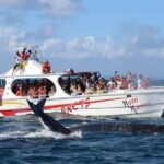 Samana: Bay of Samana Whale Watching Experience - FAQ