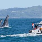 Samana: Catamaran Cruise to Bacardi Island & Whale Watching - Final Thoughts: Who Will Love This Tour?
