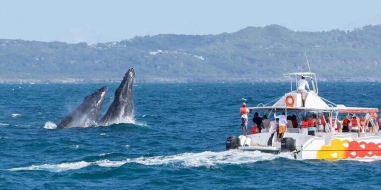 Samana: Catamaran Cruise to Bacardi Island & Whale Watching - Final Thoughts: Who Will Love This Tour?