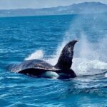 Samana Full Day -baracardi island, horses, lemon waterfall - An In-Depth Look at the Samana Full Day Tour