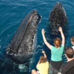 Samana: Half Day Whale Watching Humpback Whale Watching - The Sum Up