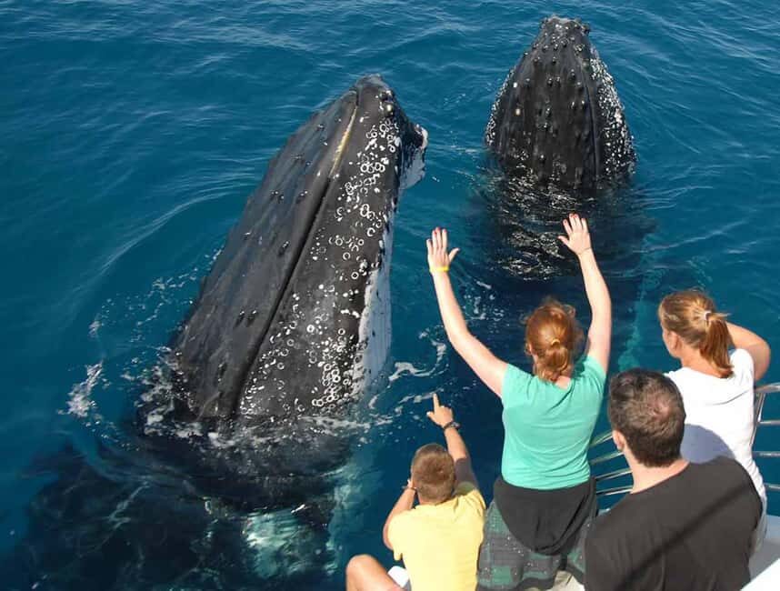 Samana: Half Day Whale Watching Humpback Whale Watching - The Sum Up