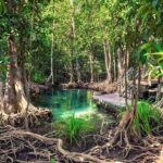 Samaná: Los Haitises Park, Caño Hondo & Yanigua Tour - Taíno Art and Cave Exploration