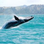 Samaná: Private Catamaran Whale Watching Tour with Drinks - Price and Value
