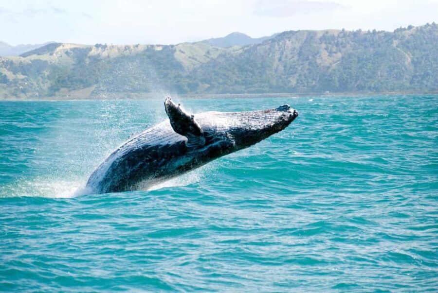 Samaná: Private Catamaran Whale Watching Tour with Drinks - Price and Value