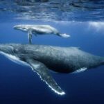 Samaná: Samaná Bay Whale Watching Tour with Drinks - What Travelers Say