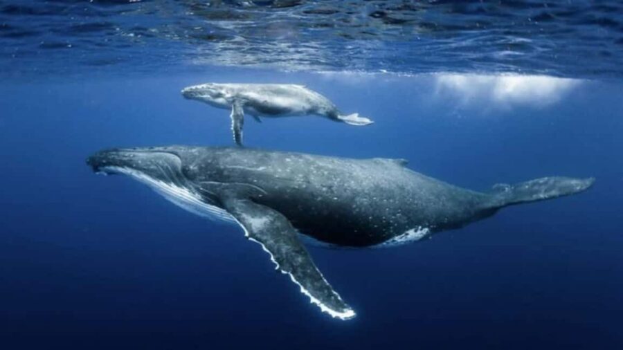 Samaná: Samaná Bay Whale Watching Tour with Drinks - What Travelers Say