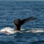 Samanà Whale Watching and Bacardi Island Tour From Bayahibe - The Experience in Detail
