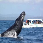 Samaná: Whale Watching and Cayo Levantado Island Tour - FAQ
