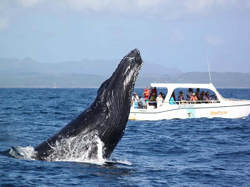 Samaná: Whale Watching and Cayo Levantado Island Tour - FAQ