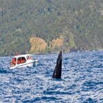 Samaná: Whale Watching and Cayo Levantado Island Tour - A Detailed Look at the Whale Watching and Island Tour