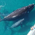 Samaná: Whale Watching, Cayo Levantado, and El Limón Tour - FAQ