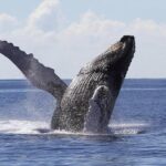 Samaná Whale Watching + Cayo Levantado (Bacardi Island). - Practical Details: Making the Most of Your Day