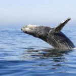 Samana Whale Watching + Cayo Levantado ( Bacardi Island) with Lunch by Locals - The Value of This Tour