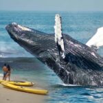 Samaná: Whale Watching. Kayaking at Cayo Levantado & Lunch - Frequently Asked Questions