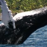 Samana: Whale Watching Tour - The Real Value of the Samana Whale Watching Tour