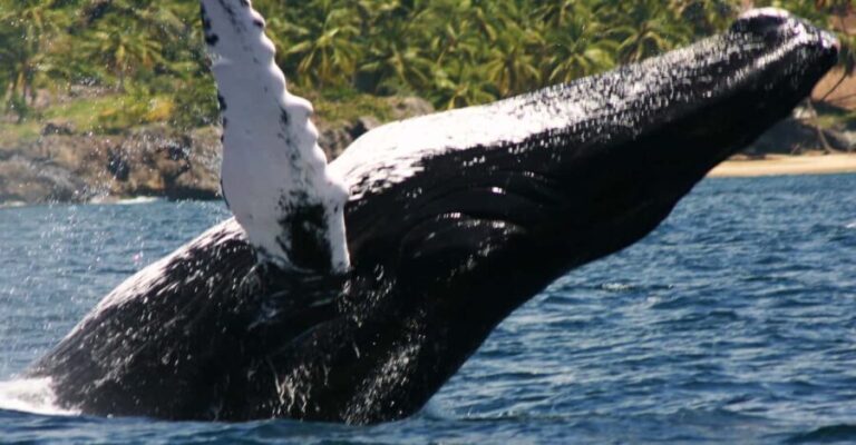 Samana: Whale Watching Tour - The Real Value of the Samana Whale Watching Tour