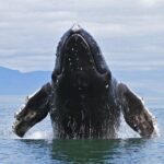 Samana Whale Watching Tour From Las Terrenas. Cayo Levantado with Lunch - The Sum Up