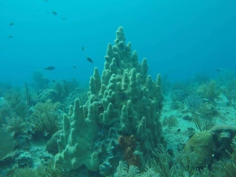 San Andres: Transfer by Boat + Natural Aquarium - Final Thoughts: Is This Tour Worth It?