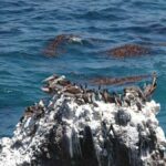 San Fernando Bay and Sandboarding in Nazca. - What Makes This Tour Stand Out