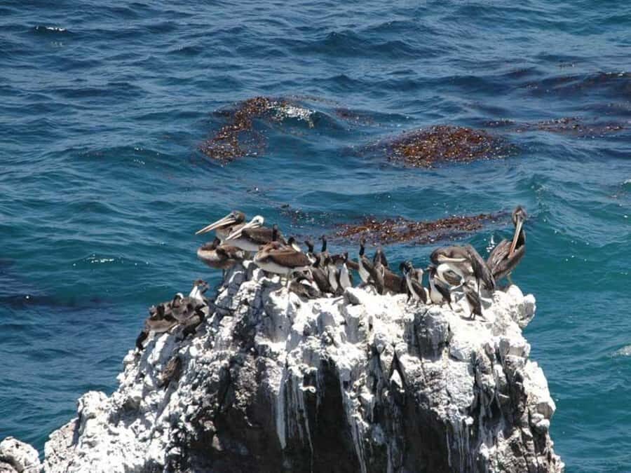 San Fernando Bay and Sandboarding in Nazca. - What Makes This Tour Stand Out