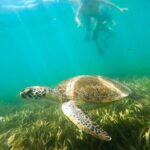 San Juan Snorkel with Turtles and Manatee's; Free Video and Rum! - The Real-Life Value of This Tour